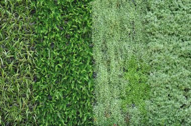 Arka plan için çeşitli bitkiler