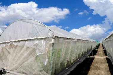 Hydroponics sistemi kapatma