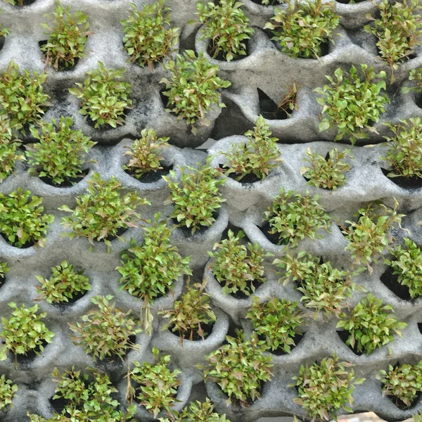 Varias plantas para el fondo — Foto de Stock