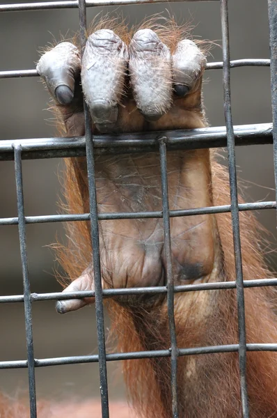 Маленькая рука шимпанзе — стоковое фото