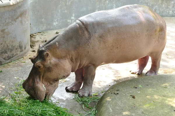 Hippopótamo comendo grama verde — Fotografia de Stock