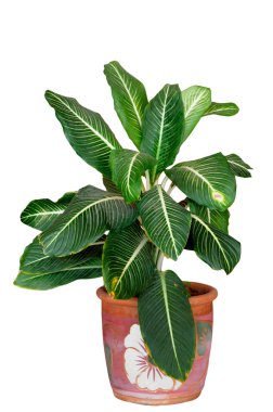 Aglaonema familyasından bir çiçekli bitkiler