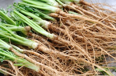 Arka planını kişniş kökleri