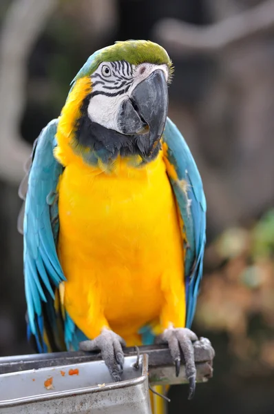 Macaw hanging on branch — Stock Photo, Image