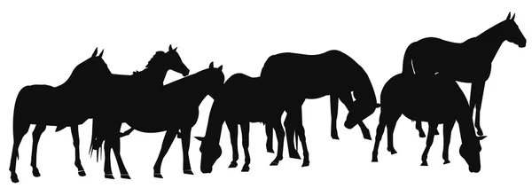 Mandria di cavalli in silhouette — Foto Stock