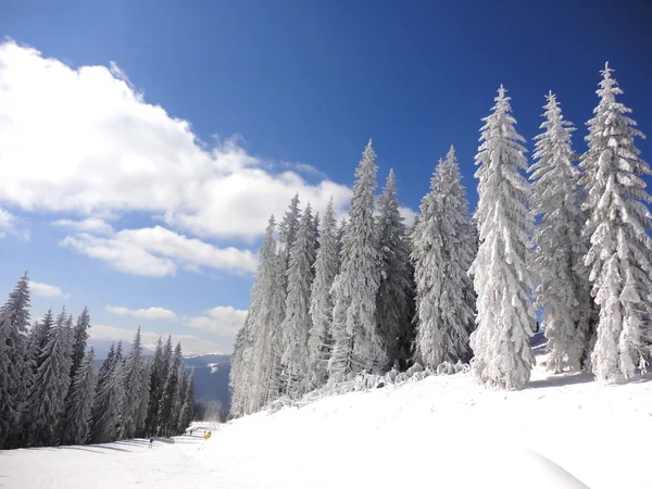 Pista da sci tra alberi innevati — Foto Stock