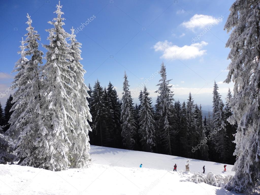 skiing track between snowy trees