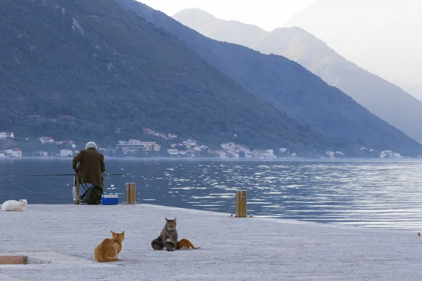 Vieil homme pêchant sur la baie de Kotor, Monténégro. Chats attendant un entraîneur — Photo