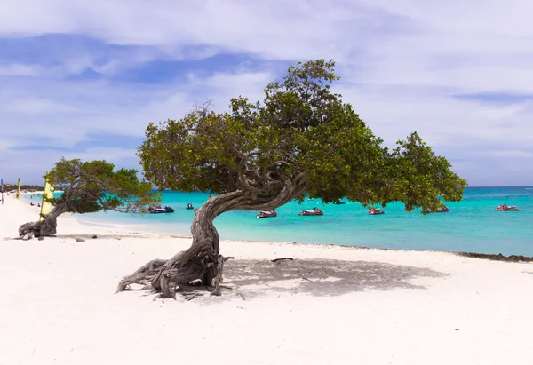 Pláž v Aruba — Stock fotografie