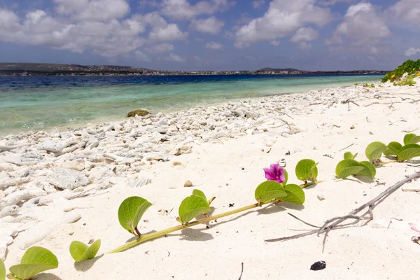 no name island in Bonaire, Caribbean coast