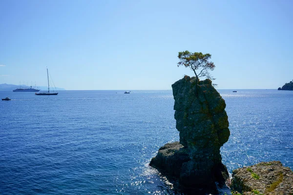 Parc Naturel Régional Portofino Pin Solitaire Rocher Plage Côtière Falaise — Photo