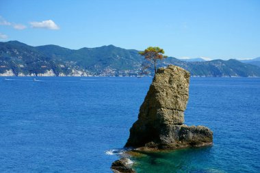                                     Portofino doğal bölge parkı. Yalnız çam ağacı kayası ve sahil kayalıkları.