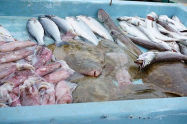                                Marsilya 'daki liman pazarında taze balık avlandı.