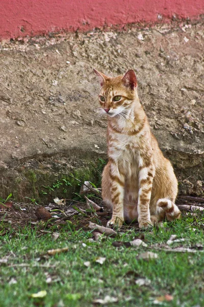 Red cat — Stock Photo, Image