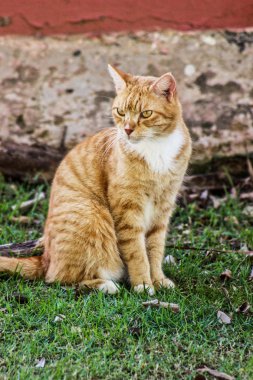 Kırmızı kedi