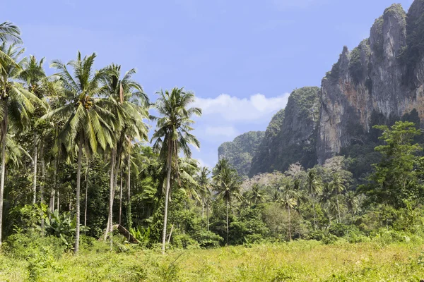 Tropical jungle with mountain view — Stock Photo, Image