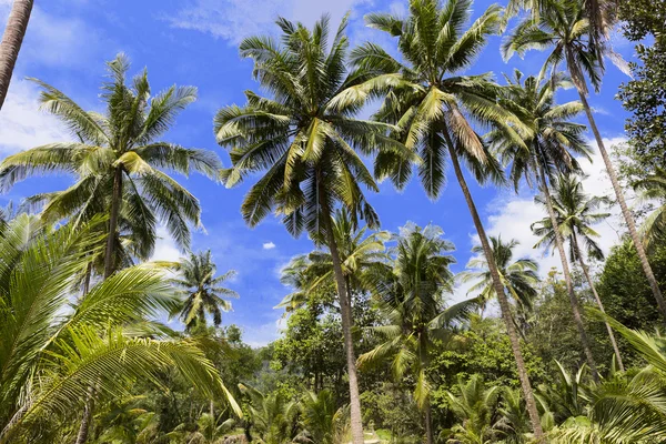 Coconut palm heads on blue sky — Stock Photo, Image