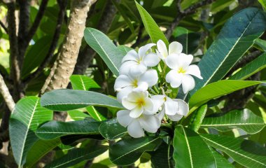 Plumeria