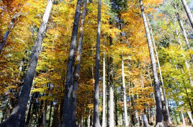 Bukovel orman sonbahar