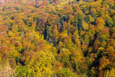 Karpat orman sonbahar, Ukrayna