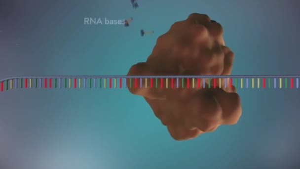 Dna Replikation Prozessvideo Teil — Stockvideo