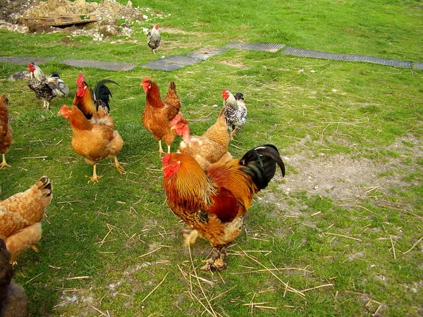Κοτόπουλα ελεύθερης βοσκής — Φωτογραφία Αρχείου