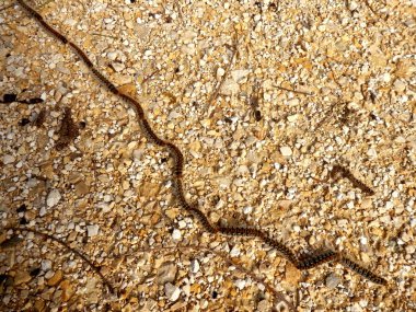 Çam keseböceği tırtıllar