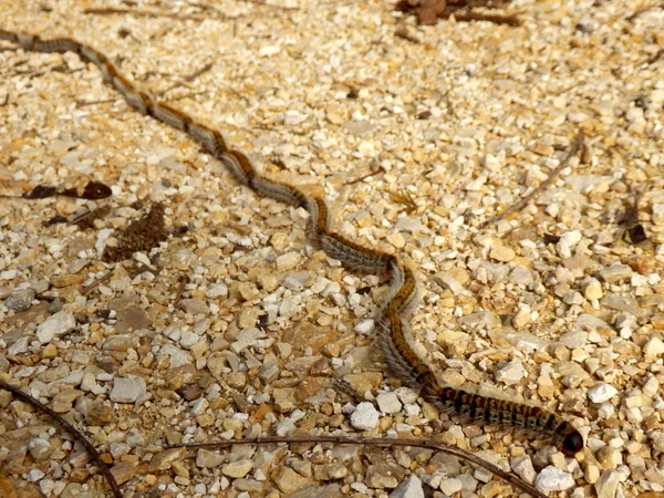 Lagartas processionárias de pinheiro — Fotografia de Stock