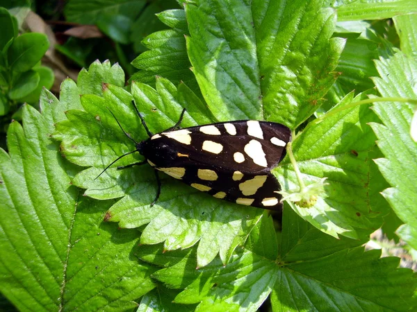 Room-spot tiger moth — Stockfoto