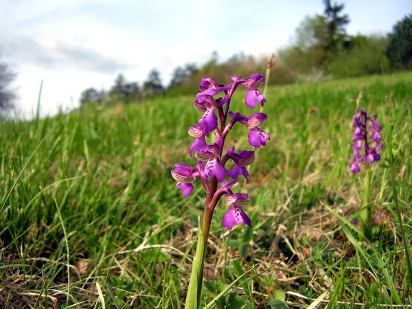 Orchidée pourpre précoce — Photo