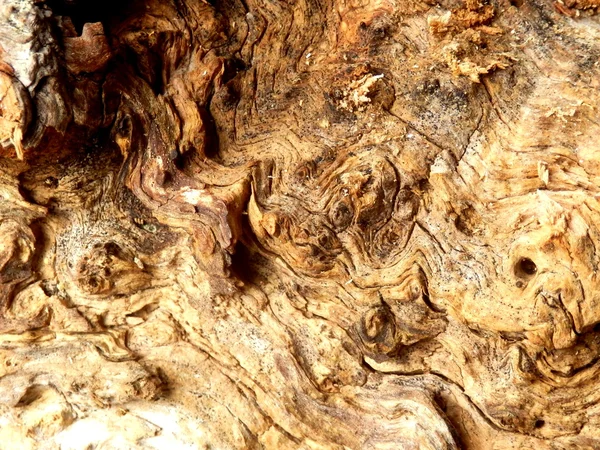 Старое колючее дерево — стоковое фото