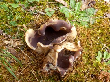 Sarcosphaera coronaria fungus