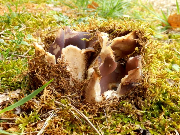 Sarcosphaera coronaria fungus — Zdjęcie stockowe