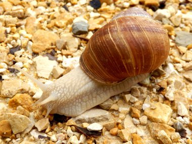 Roma salyangozu (Helix pomatia))