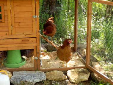 serbest çiftlik tavukları