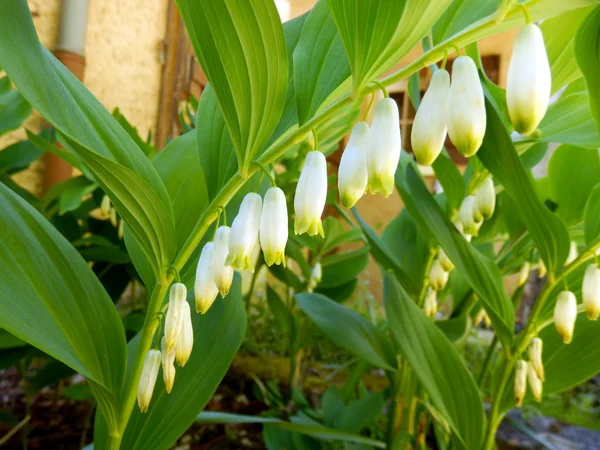 Pieczęć Salomona (Polygonatum multiflorum) — Zdjęcie stockowe