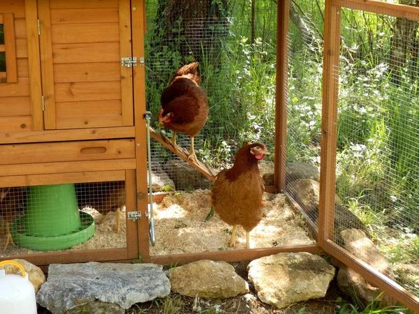 serbest çiftlik tavukları