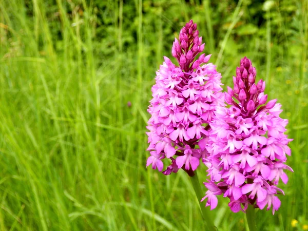 Par de orquídeas piramidais — Fotografia de Stock