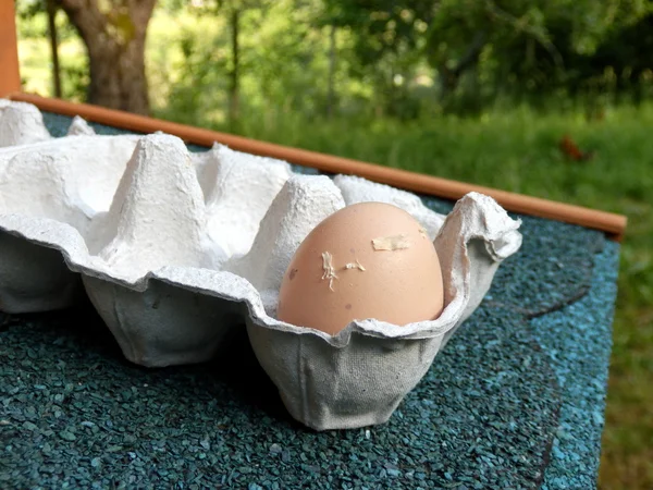 Le premier œuf pondu — Photo