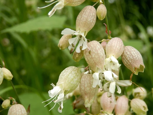 Zbliżenie Silene Vulgaris Campion Pęcherza Lub Maidens Łzy Rosnące Dziko — Zdjęcie stockowe