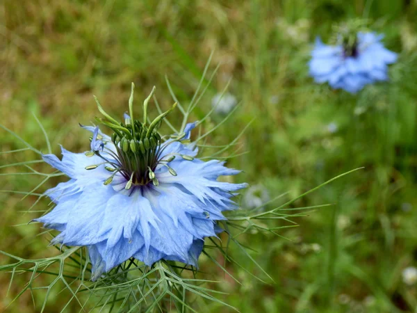 Korenbloem (Centaurea cyanus)) — Stockfoto