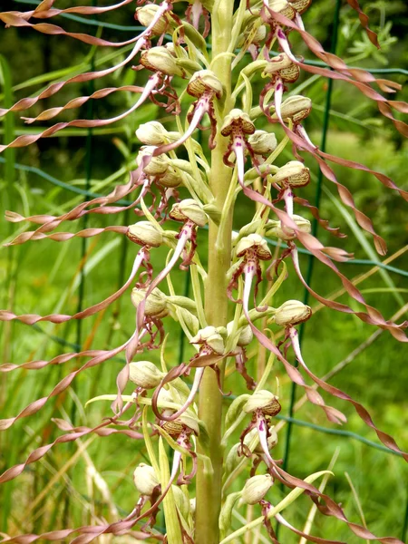 Orquídea de lagarto perto — Fotografia de Stock