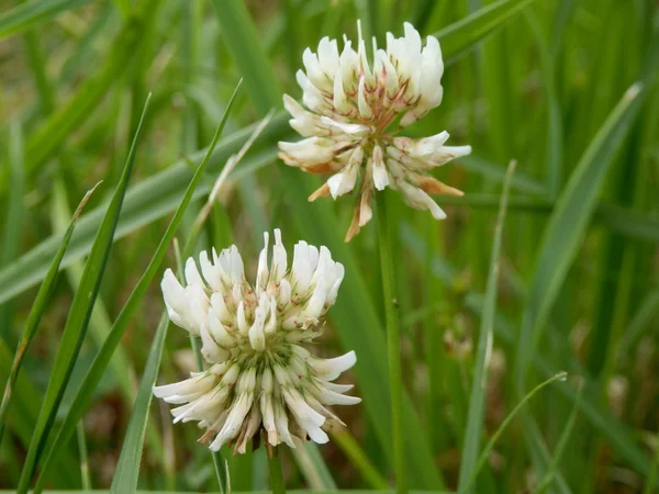 흰 천 막 (Trifolium regreens)) — 스톡 사진