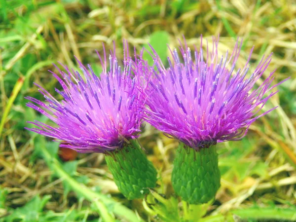 Creeping or Field Thistle