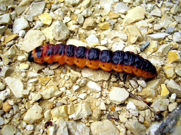 Geit nachtvlinder Caterpillar — Stockfoto