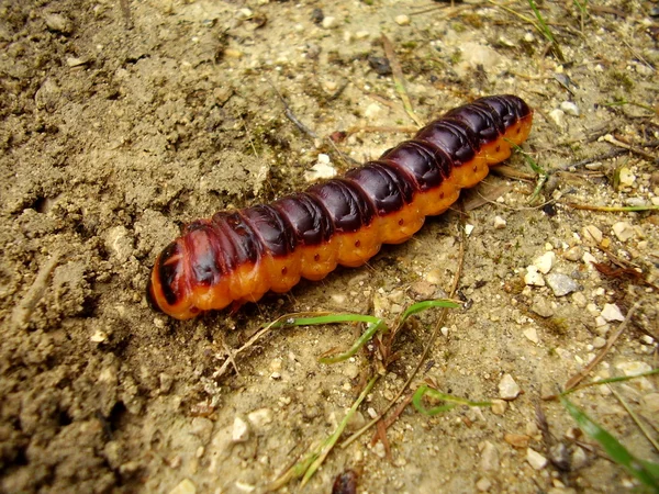 Caterpillar Goat Moth Cossus Cossus — Stock Photo, Image