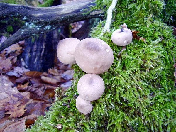 Stomp Cammel Lycoperdon Pyriforme Groeien Een Tak Mos Bedekt — Stockfoto