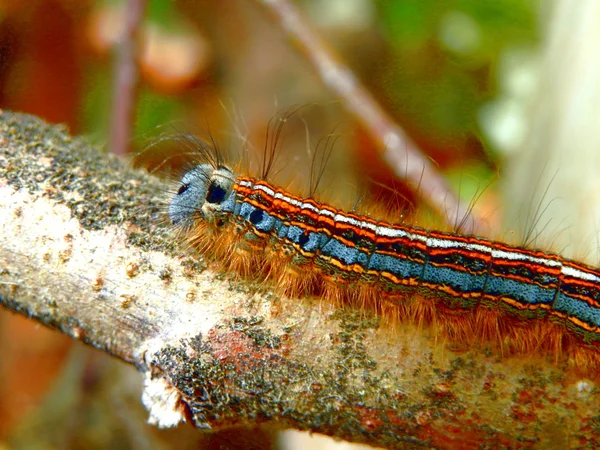 Gros Plan Une Chenille Teigne Laquais Malacosoma Neustria — Photo