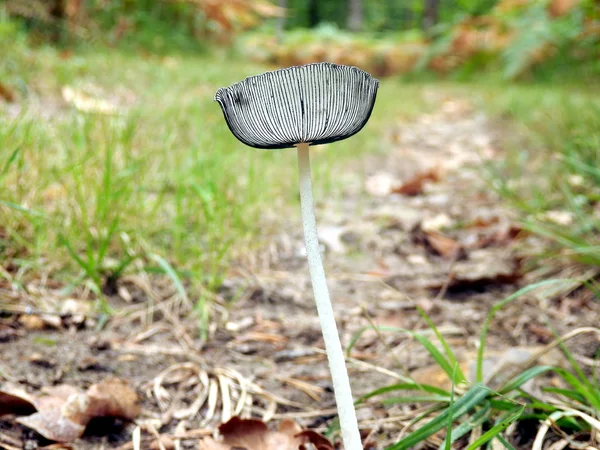 주름을 잡은 Inkcap (Parasola plicatilis) — 스톡 사진