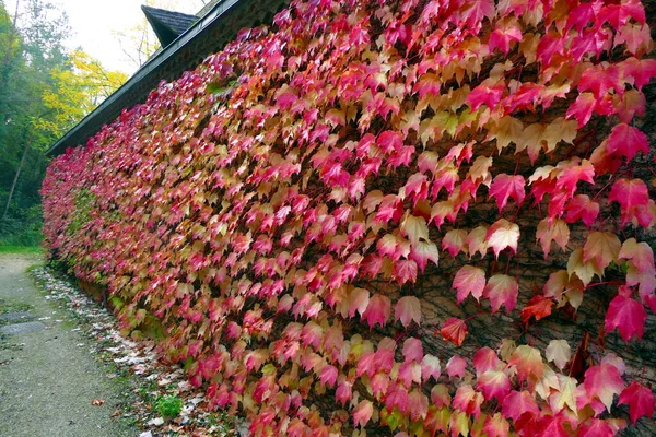 Virginia Creeper Bladeren Een Franse Boerderij Muur Ondergaan Een Herfstverandering — Stockfoto